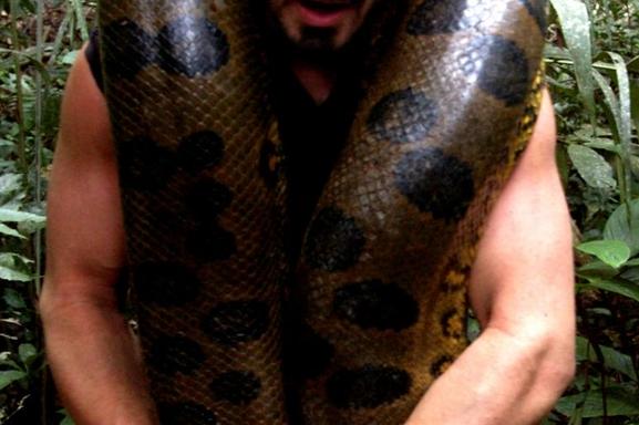 Un hombre se deja comer por una anaconda como parte de un programa de televisión