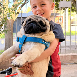 FeliBollo